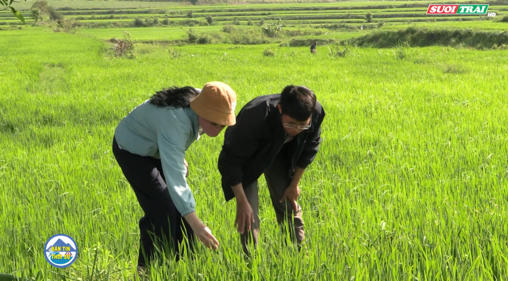 KIỂM TRA TÌNH HÌNH SÂU BỆNH HẠI LÚA VỤ ĐÔNG XUÂN 2025–2026